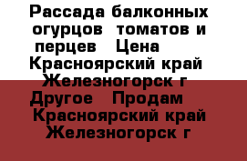 Рассада балконных огурцов, томатов и перцев › Цена ­ 40 - Красноярский край, Железногорск г. Другое » Продам   . Красноярский край,Железногорск г.